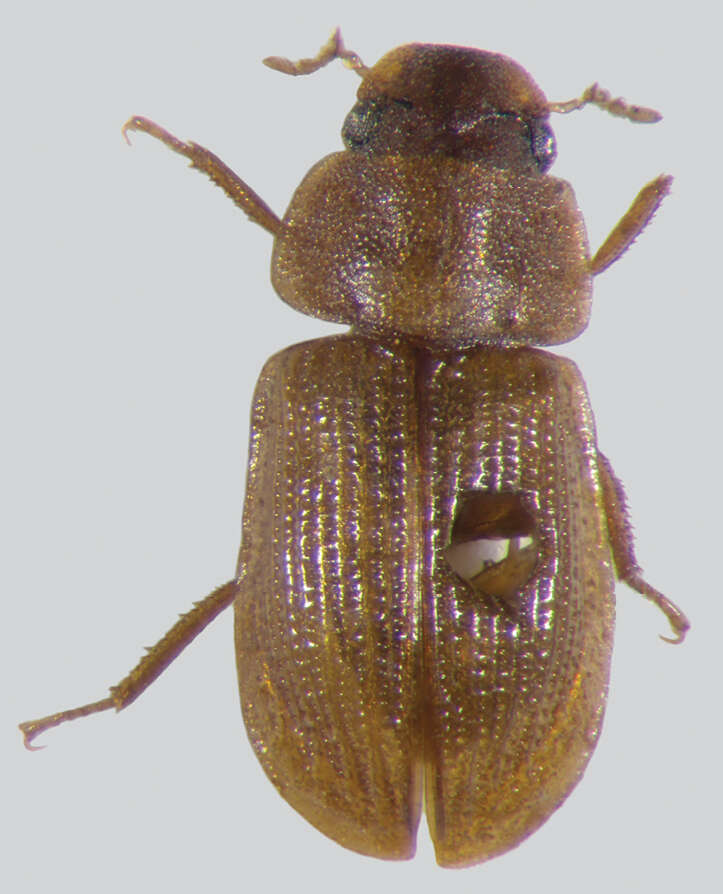 Image of Acidocerus aphodioides Klug 1855