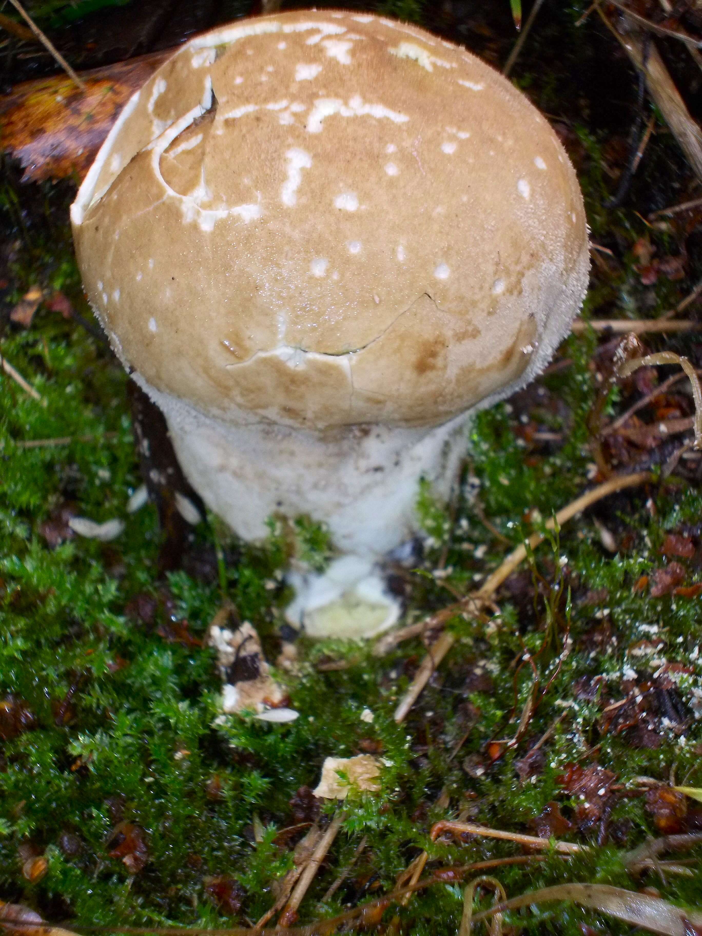 Imagem de Lycoperdon excipuliforme (Scop.) Pers. 1801