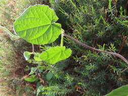 Image of Field Bindweed