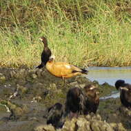 Image of Ruddy Shelduck