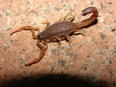 Image of Heterometrus bengalensis (C. L. Koch 1841)