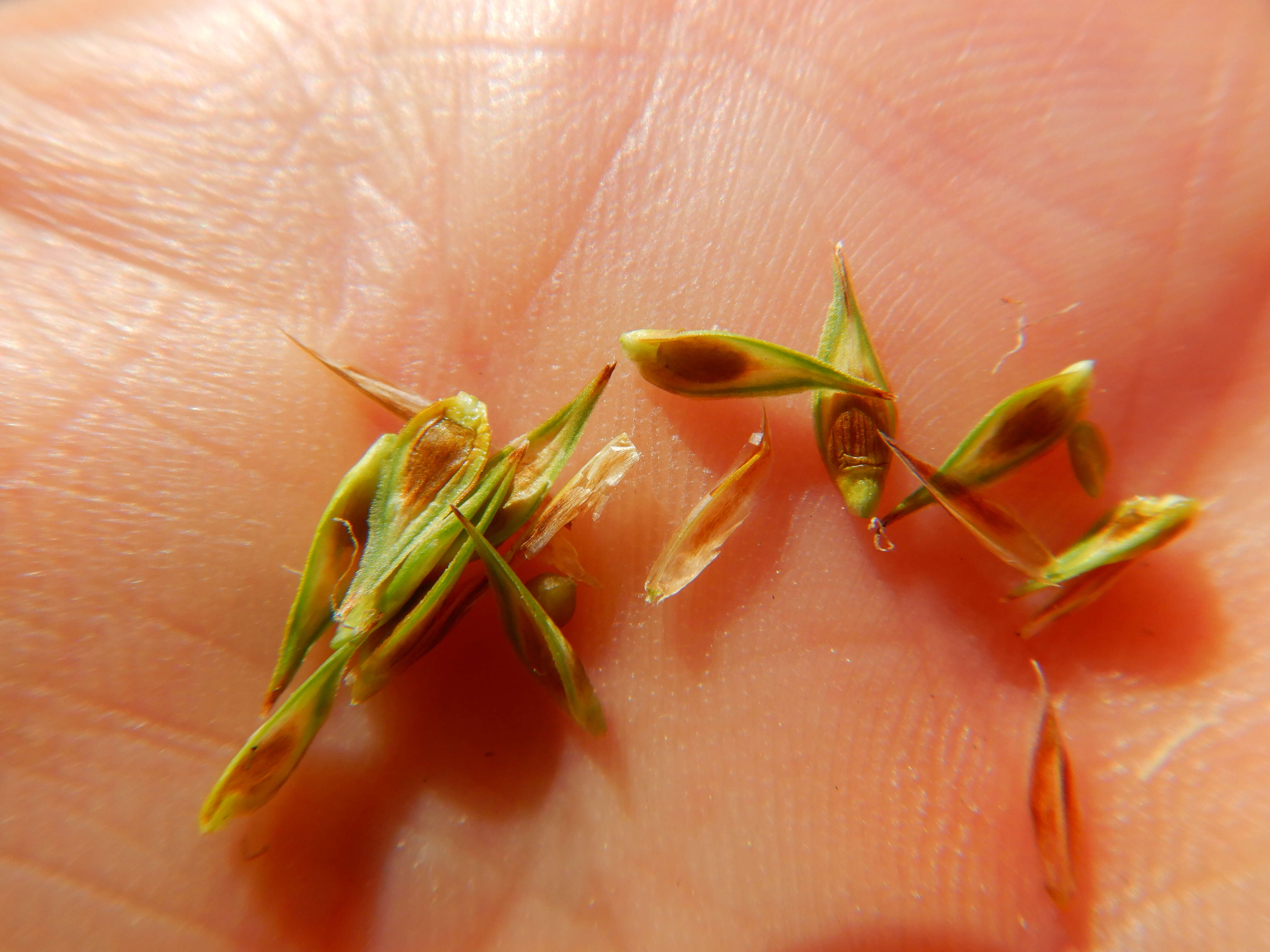 Image of Liddon sedge