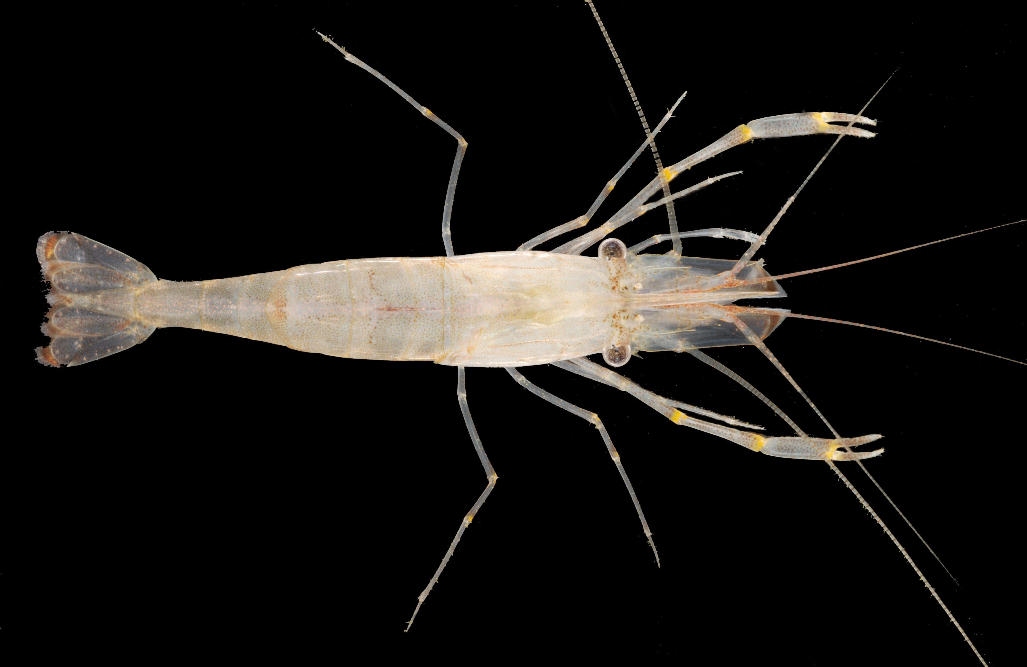 Image of Migrant prawn