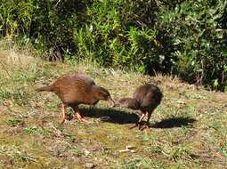 Image of Weka