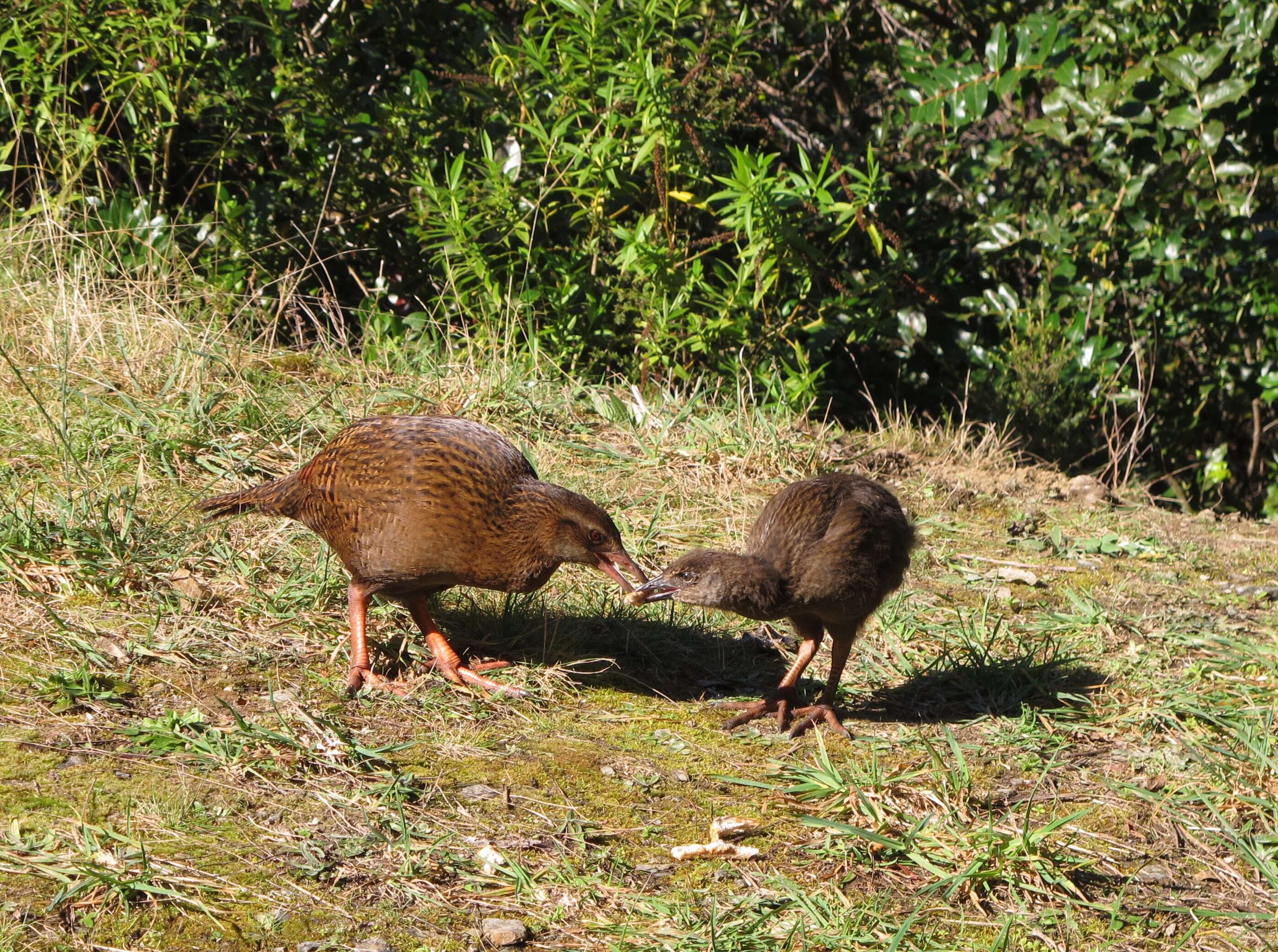 Image of Weka