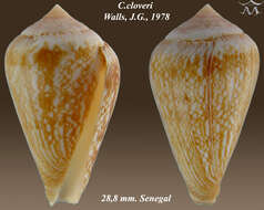 Image of Conus cloveri Walls 1978