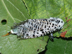 Image of leopard moth