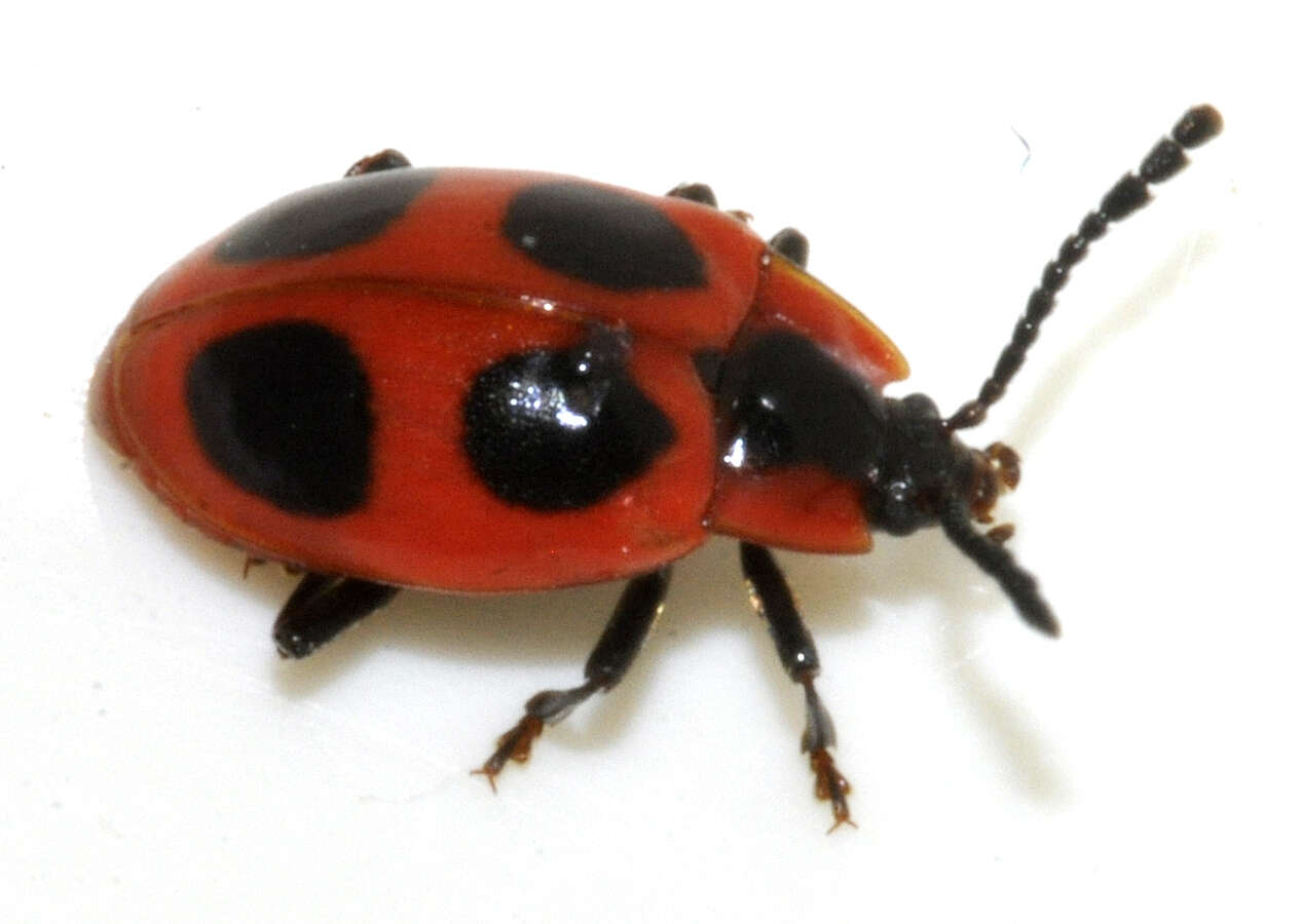 Image of False Ladybird