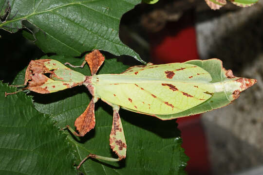 Image of Phyllium (Phyllium) mabantai Bresseel, Hennemann, Conle & Gottardo 2009