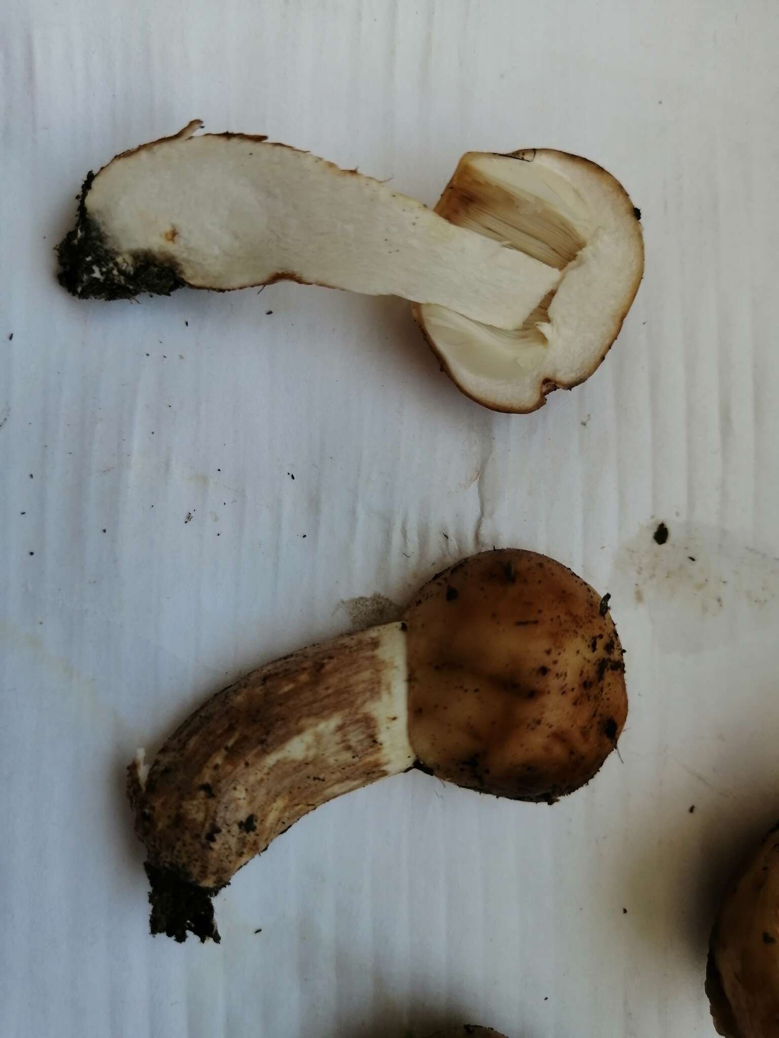 Image of Stinking Russula