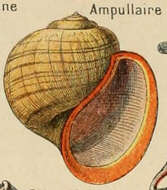 Image of Pomacea Perry 1810