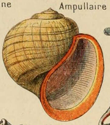 Image of Pomacea Perry 1810