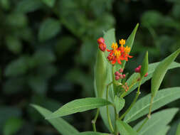 Image de Asclepias curassavica L.