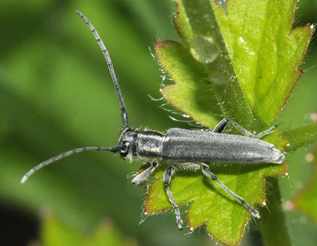 Слика од Phytoecia nigricornis (Fabricius 1782)