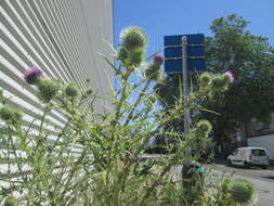 Image of Spear Thistle