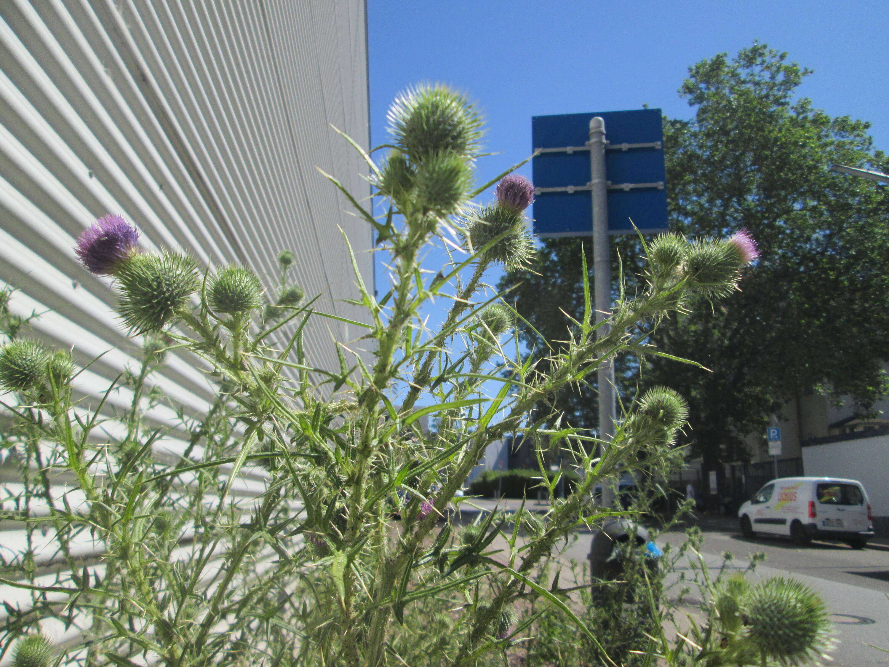 Image of Spear Thistle