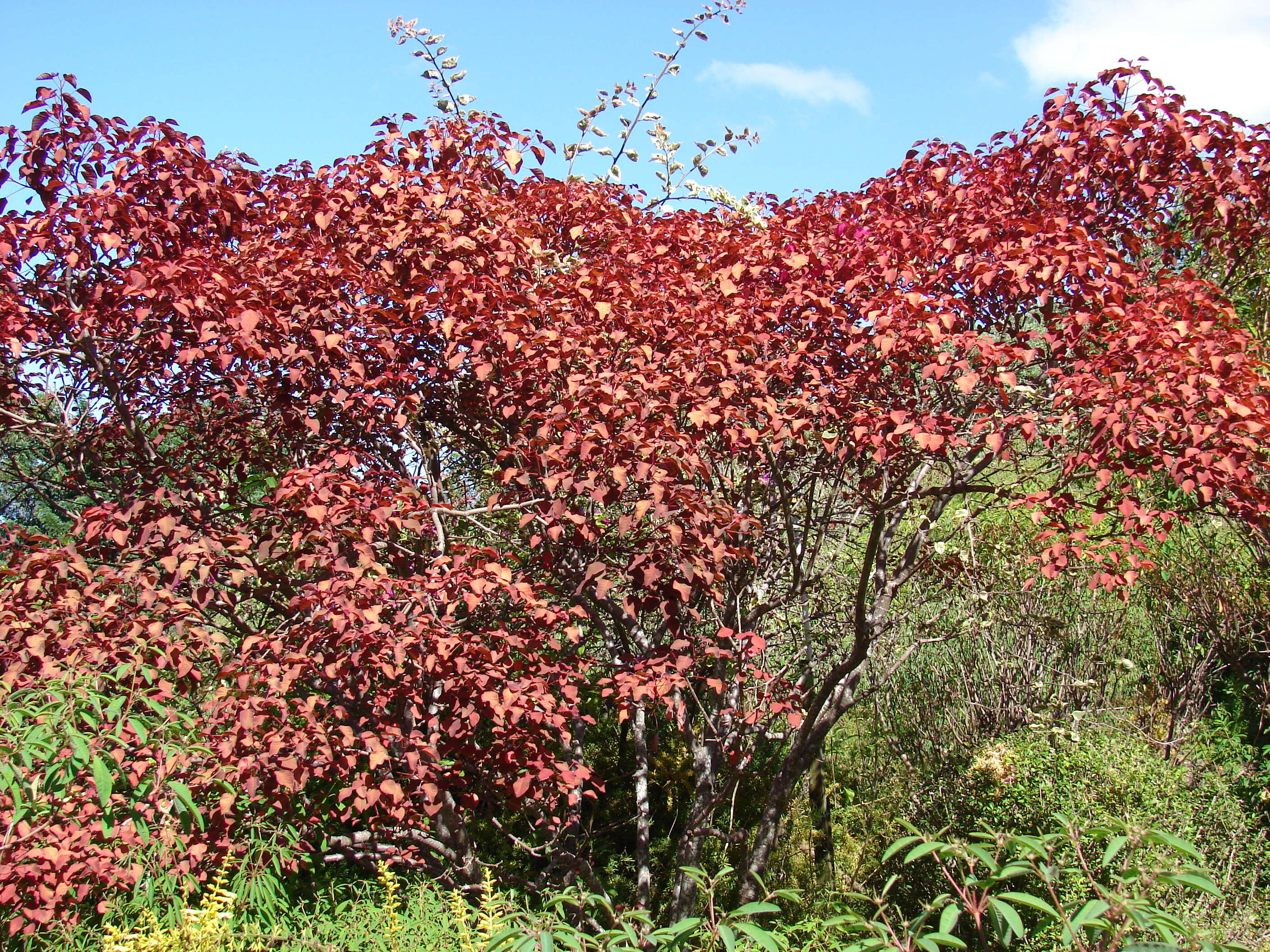 Image of Mexican shrubby spurge