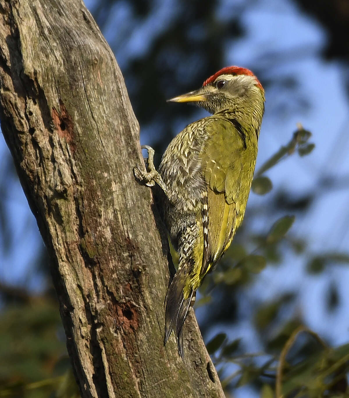 Image of Streak-throated Woodpecker