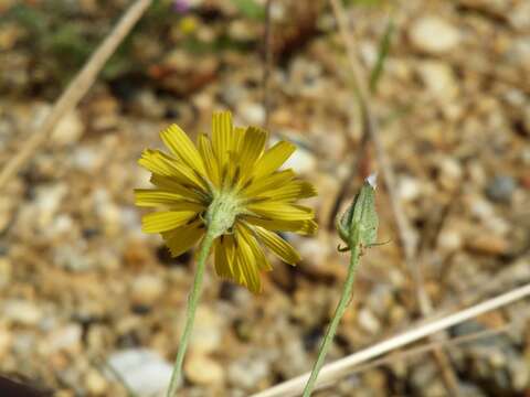 Image of narrowleaf hawksbeard