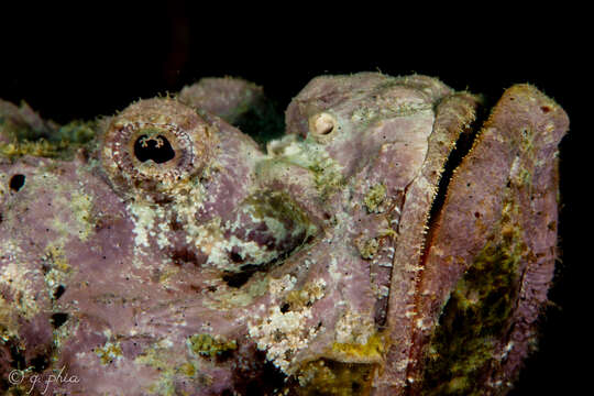 Image of Devil scorpionfish