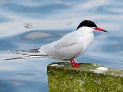 Image of Common Tern