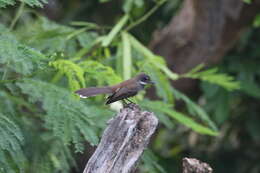 Image of Malaysian Pied Fantail