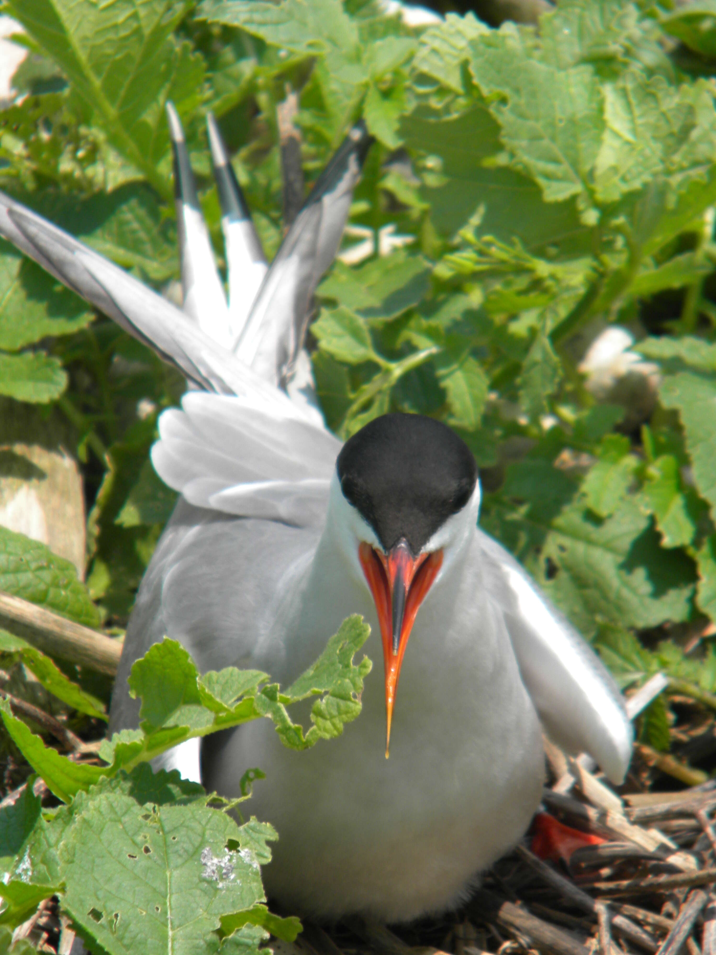 Image of Common Tern