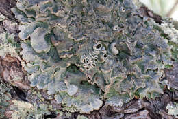 صورة Punctelia hypoleucites (Nyl.) Krog