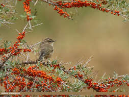 Image of Siberian Chiffchaff