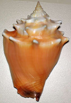 Image of West Indian fighting conch