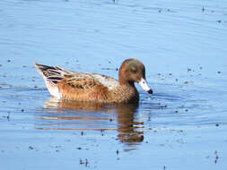 Image of Eurasian Wigeon