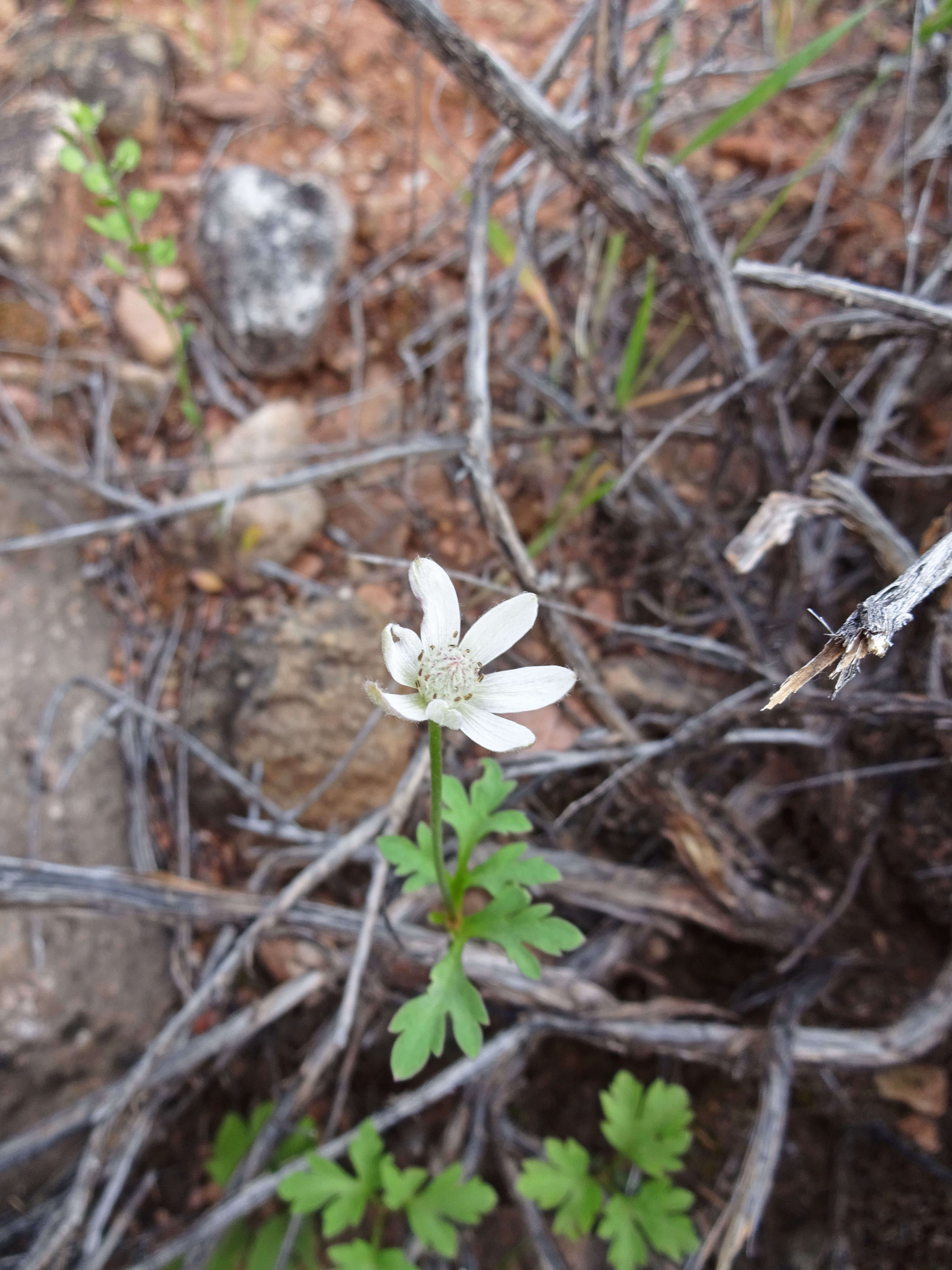 Image of tuber anemone