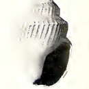 Sivun Gymnobela brachis (Dall 1919) kuva