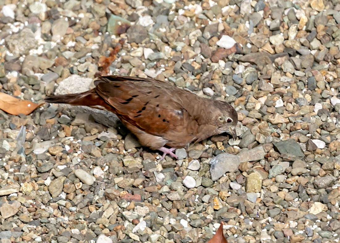 Image of Ruddy Ground Dove