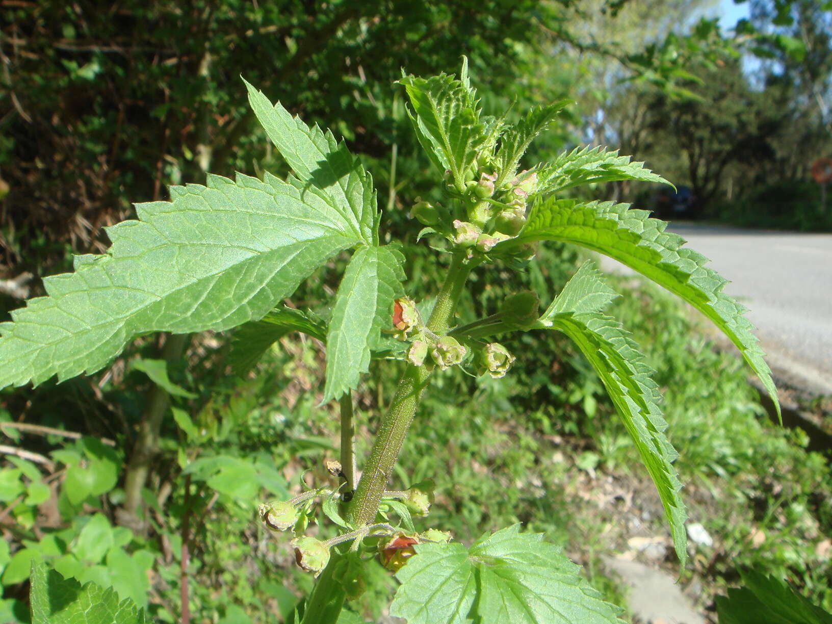 Scrophularia sambucifolia L. resmi