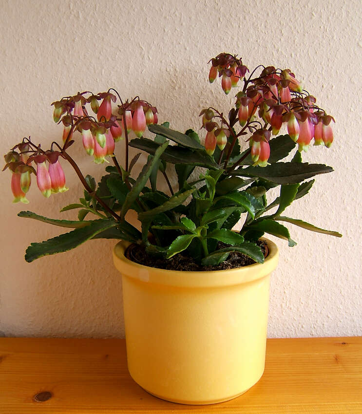 Kalanchoe porphyrocalyx (Bak.) Baill. resmi