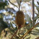 Sivun Banksia conferta A. S. George kuva