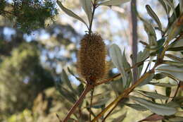 Image of Banksia conferta A. S. George