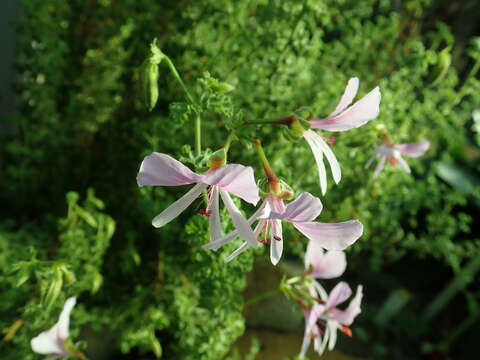 Image of Pelargonium crispum (Berg.) L'Her.