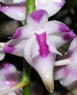 Image of Aerides lawrenceae Rchb. fil.