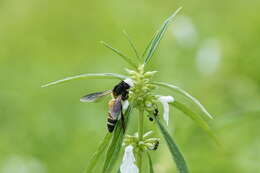 Image de Apis dorsata Fabricius 1793