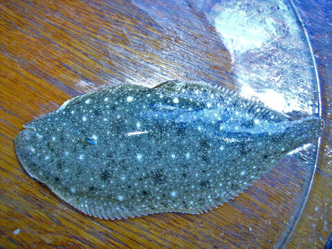 Image of Atlantic Sole