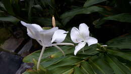 Image of white garland-lily