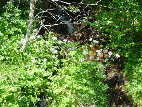 Image of Chaerophyllum hirsutum L.