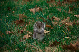 Image of Sciurus subgen. Sciurus Linnaeus 1758