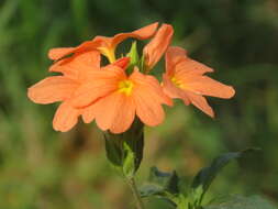 Imagem de Crossandra infundibuliformis (L.) Nees