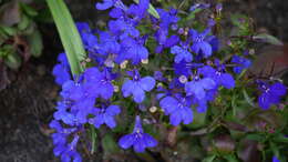 Image of edging lobelia