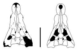 صورة Mekosuchinae