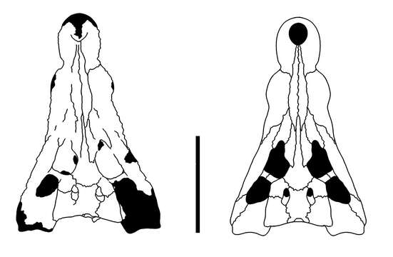 Imagem de Crocodyliformes