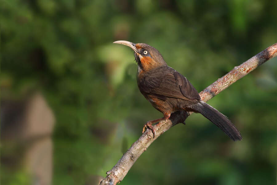 Слика од Pomatorhinus erythrogenys